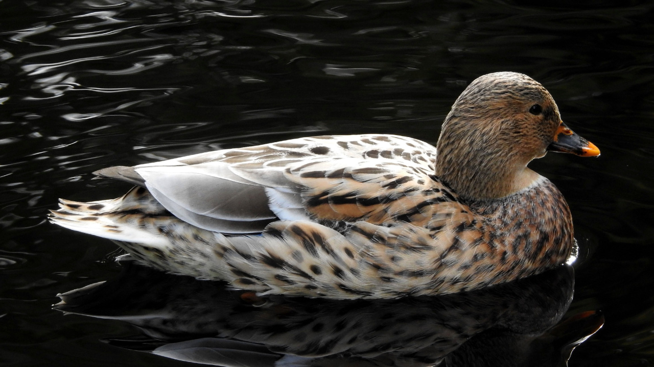 Обои вода, Дикая утка, утка, мандаринка, птица в разрешении 1280x720