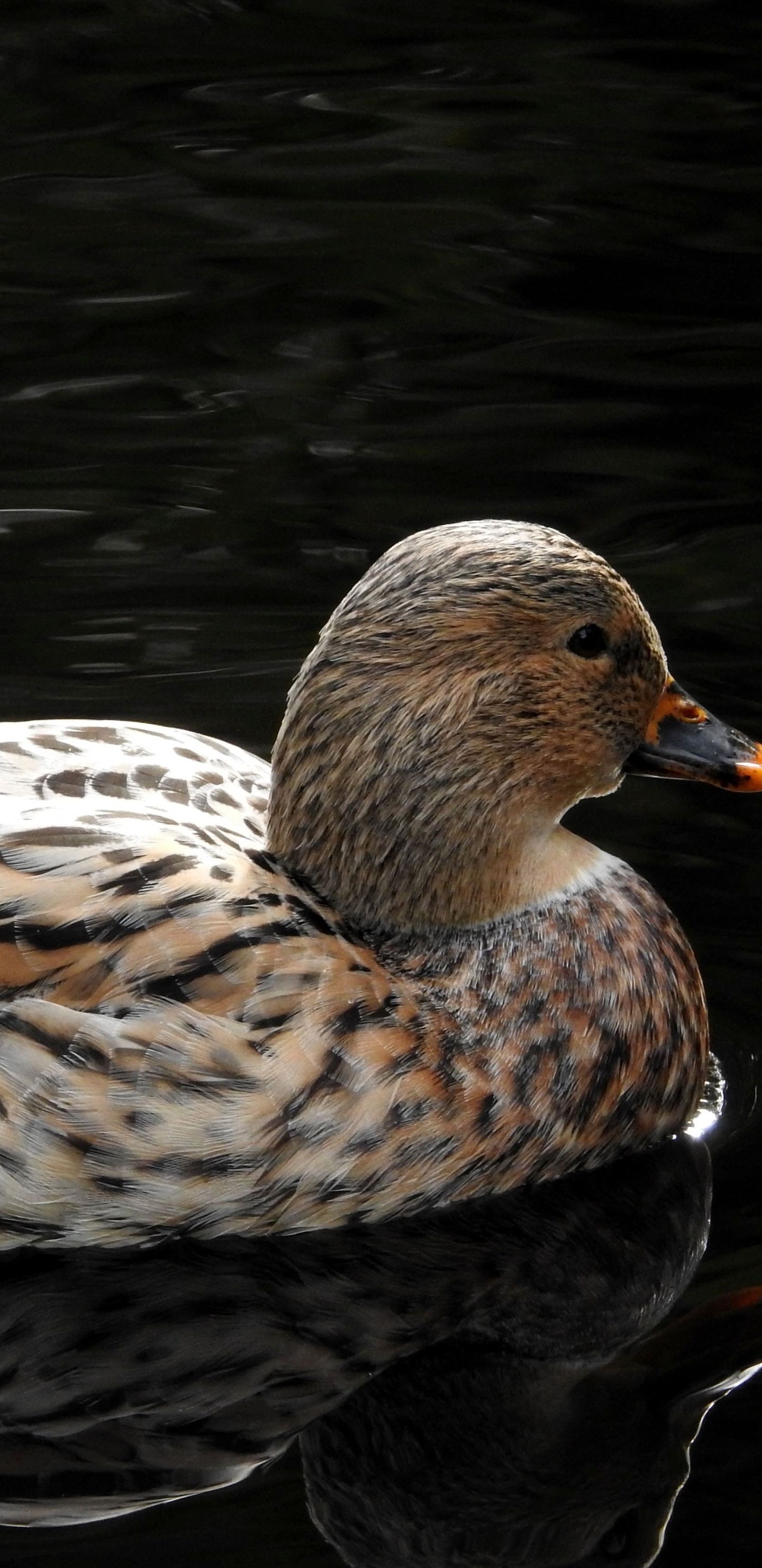Обои вода, Дикая утка, утка, мандаринка, птица в разрешении 1440x2960