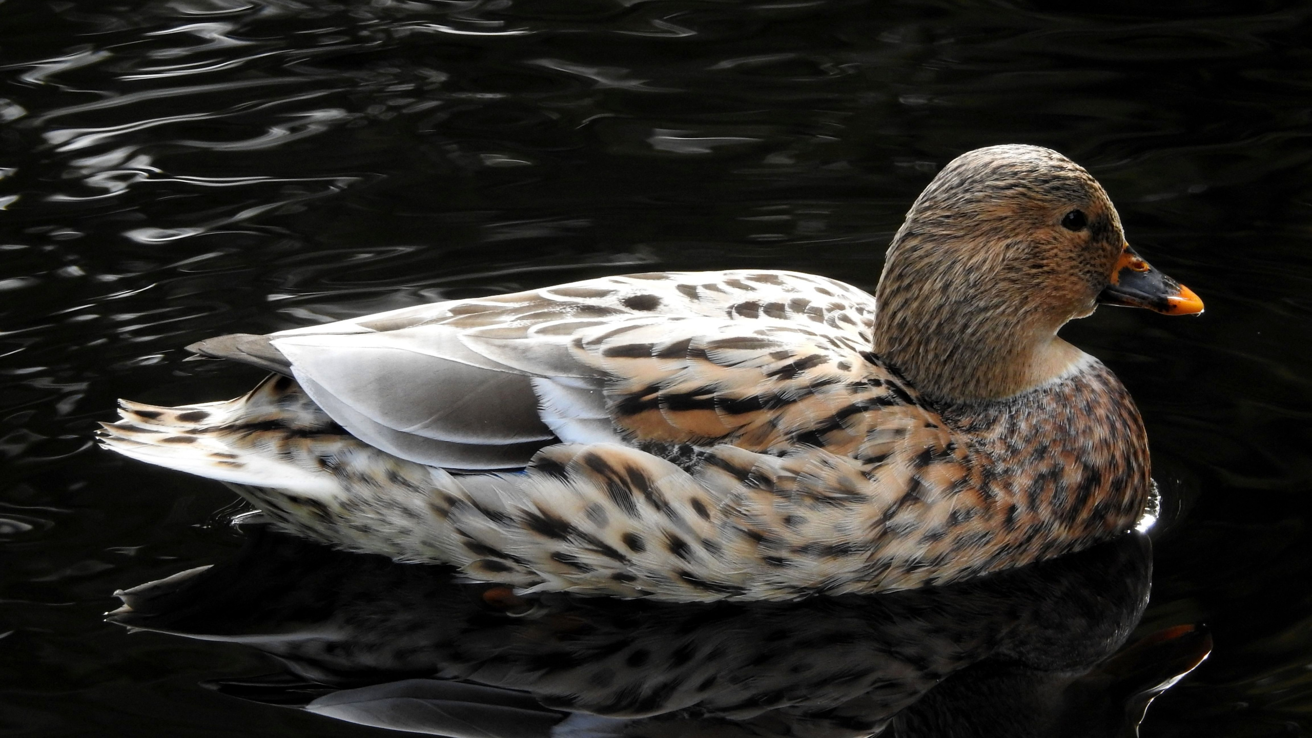 Обои вода, Дикая утка, утка, мандаринка, птица в разрешении 2560x1440