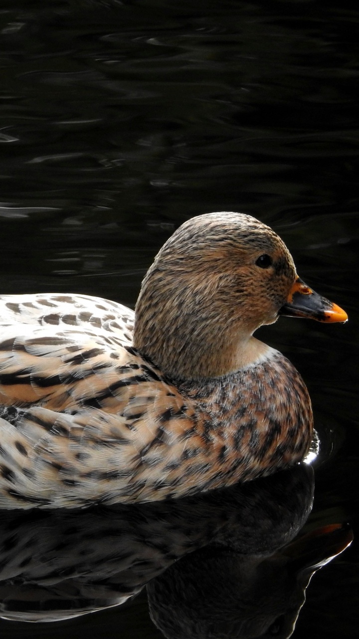 Обои вода, Дикая утка, утка, мандаринка, птица в разрешении 720x1280