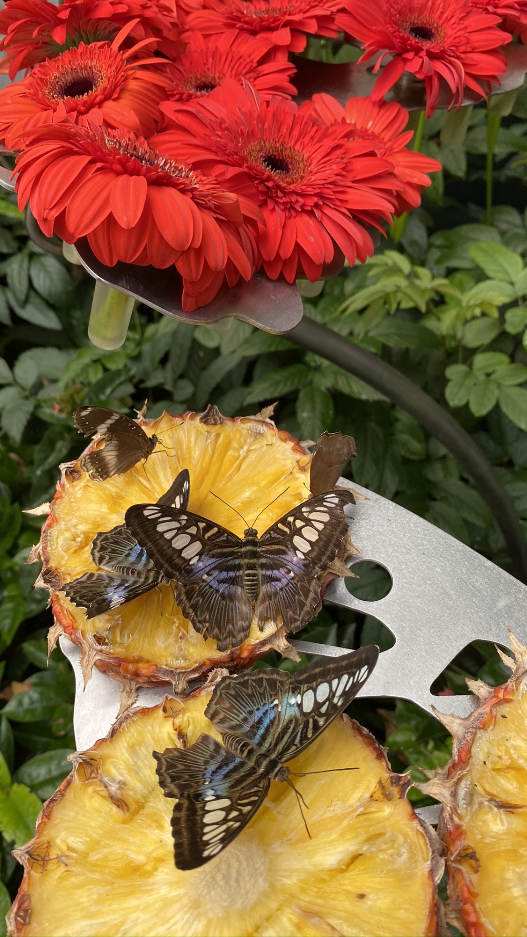 Обои цветок, желтый, лепесток, беспозвоночных, насекомое в разрешении 1080x1920