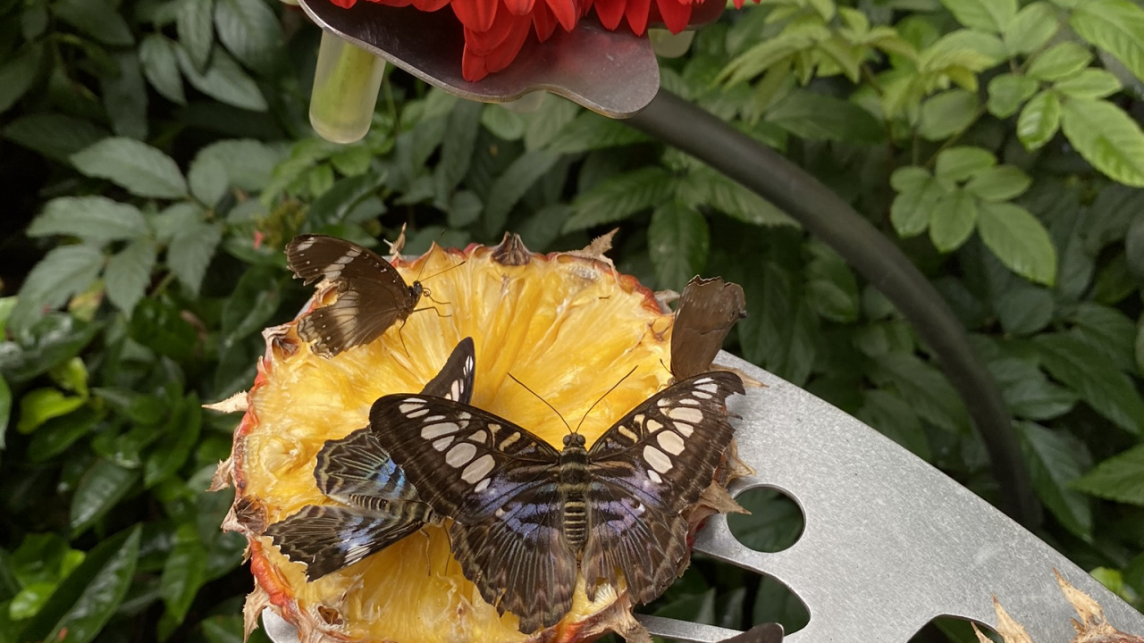 Обои цветок, желтый, лепесток, беспозвоночных, насекомое в разрешении 1280x720