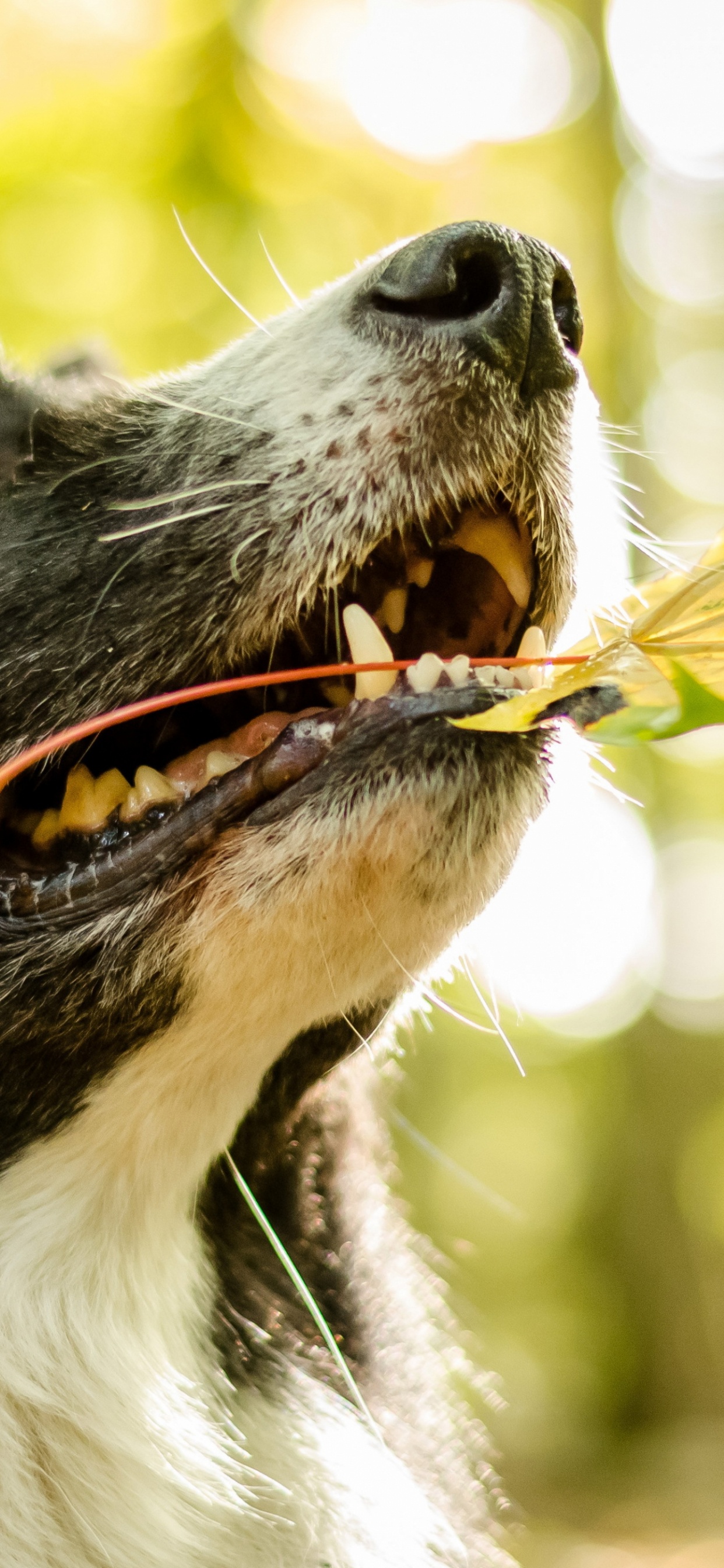 Обои бордер колли, Колли, собака породы, морда, собака в разрешении 1242x2688