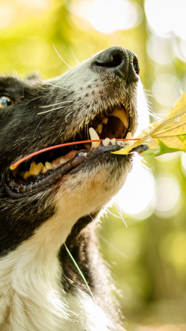 Обои бордер колли, Колли, собака породы, морда, собака в разрешении 750x1334