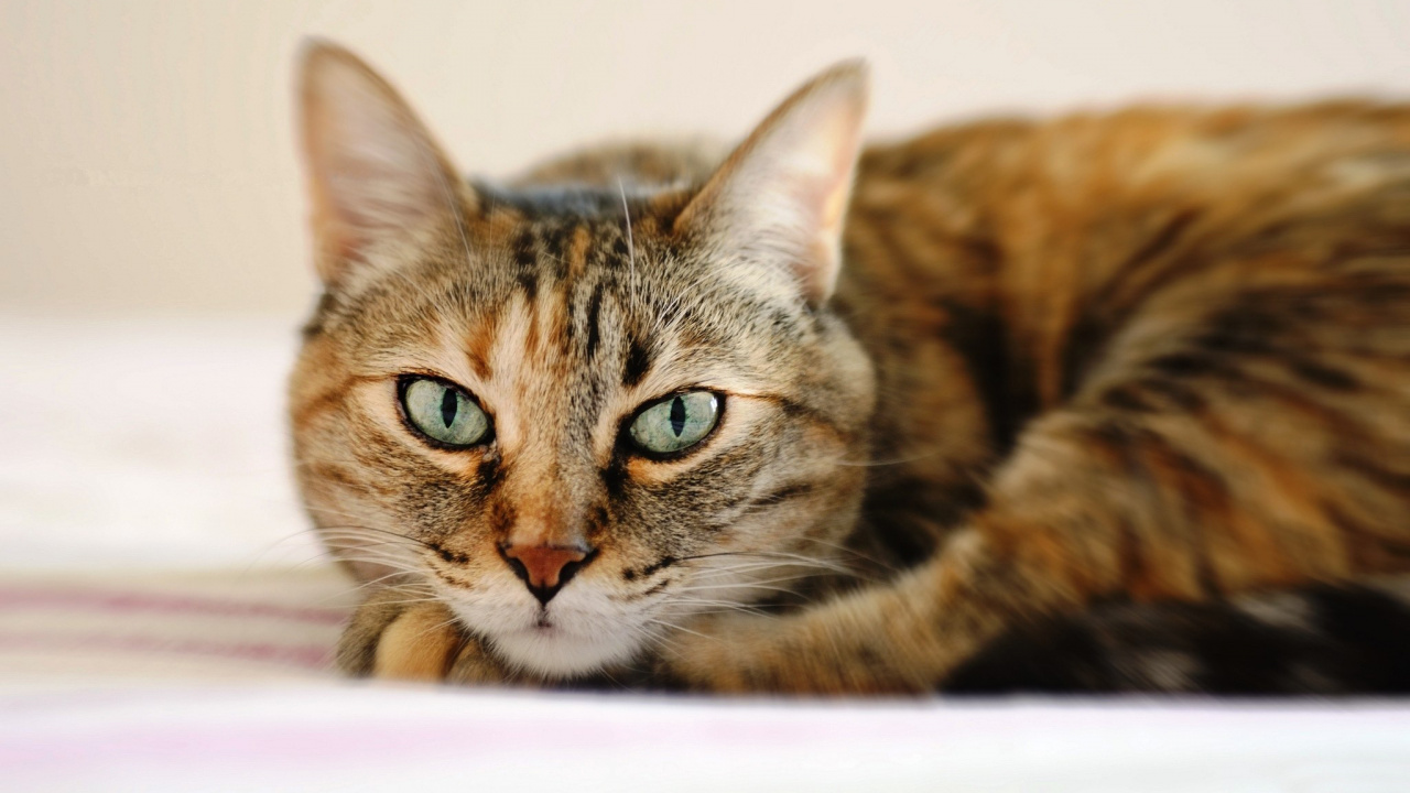 Обои полосатый кот, кошачьих, котенок, кот, бакенбарды в разрешении 1280x720