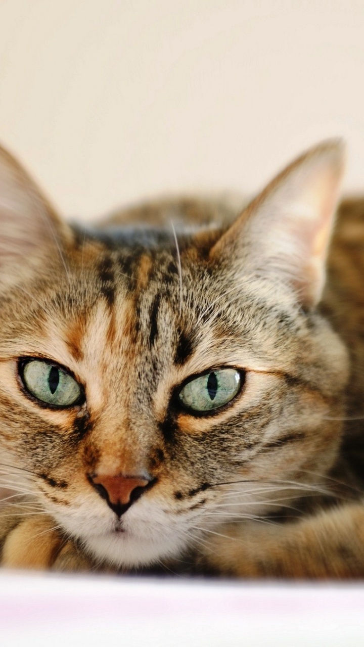 Обои полосатый кот, кошачьих, котенок, кот, бакенбарды в разрешении 720x1280
