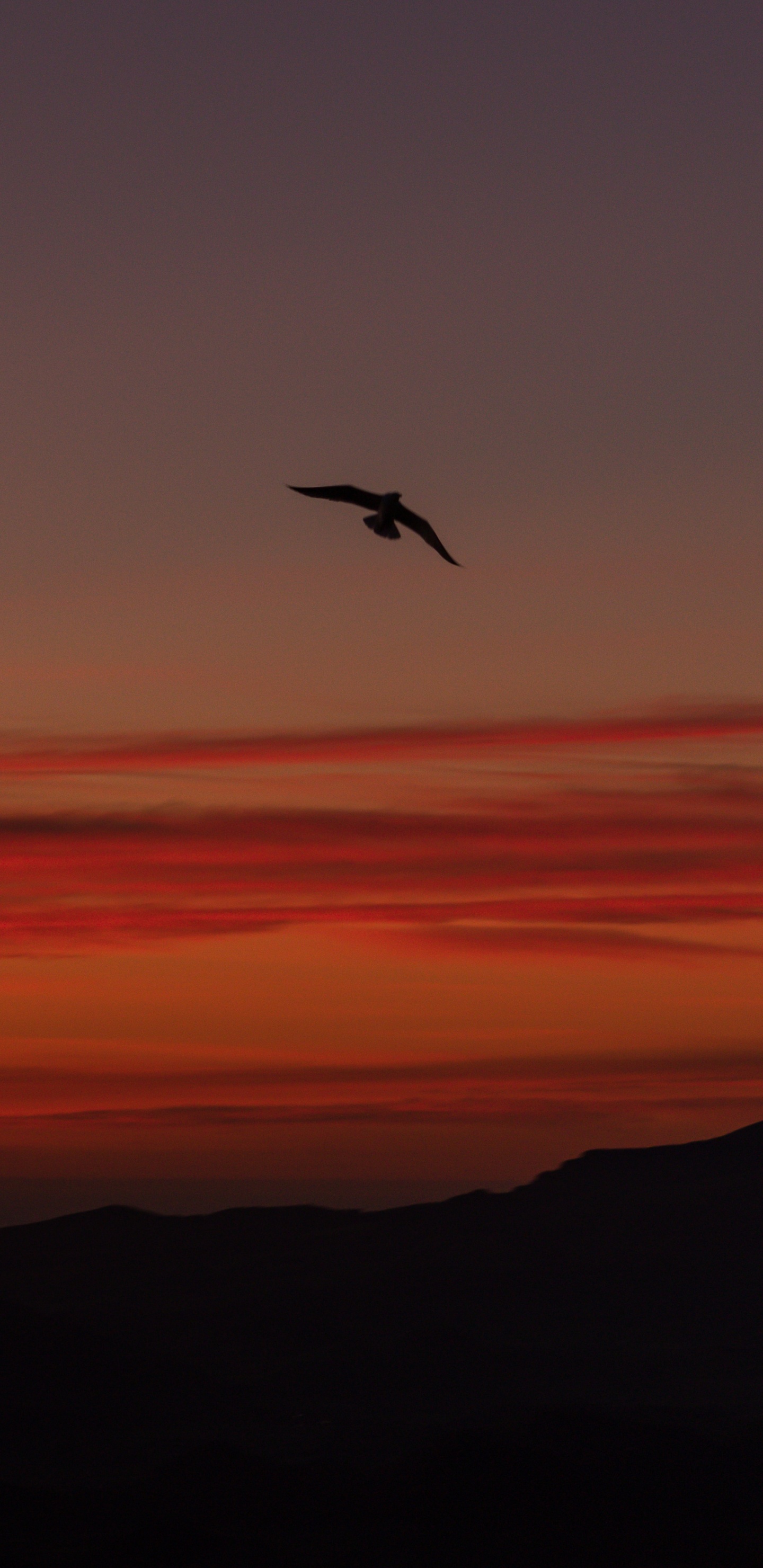 Обои птица, Апельсин, вечер, восход солнца, закат в разрешении 1440x2960