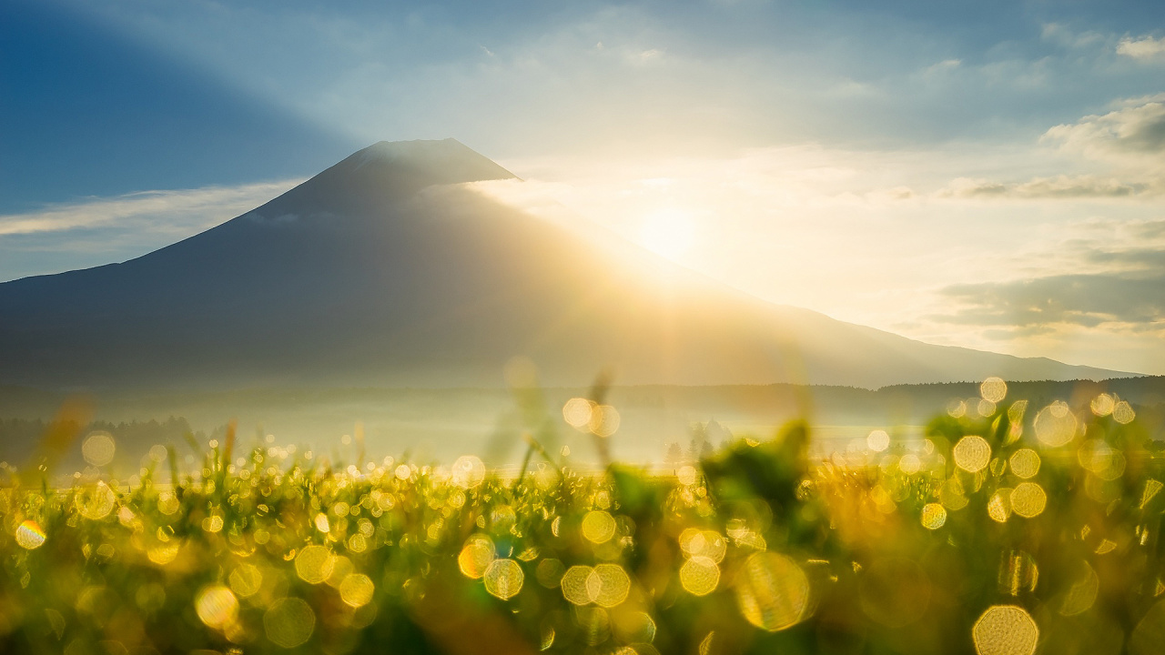 Обои солнечный свет, утро, свет, луг, поле в разрешении 1280x720