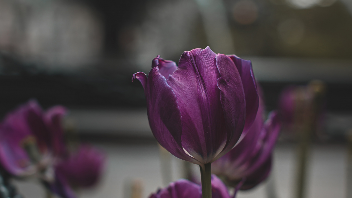 Обои тюльпаны, весна, лепесток, розовый, ботаники в разрешении 1366x768