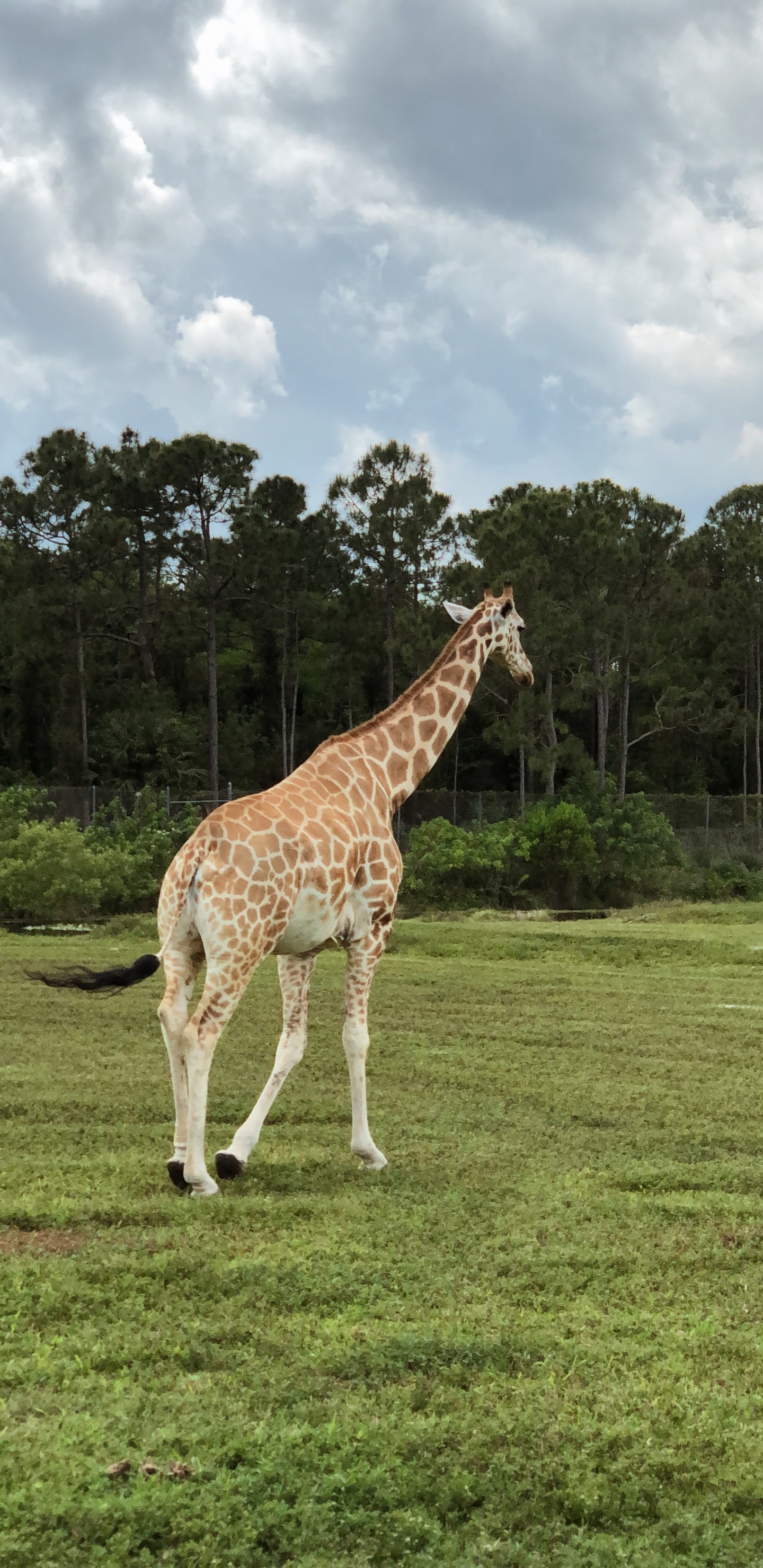 Обои Жираф, экосистема, растительность, природа, жирафовые в разрешении 1440x2960