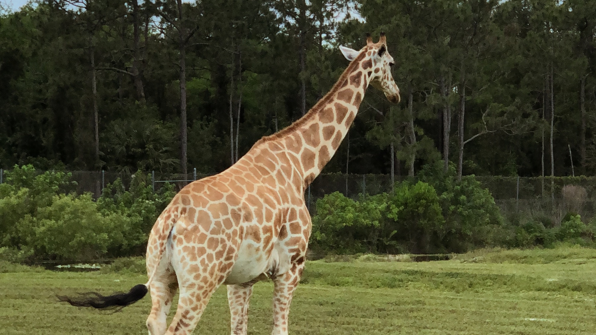 Обои Жираф, экосистема, растительность, природа, жирафовые в разрешении 1920x1080