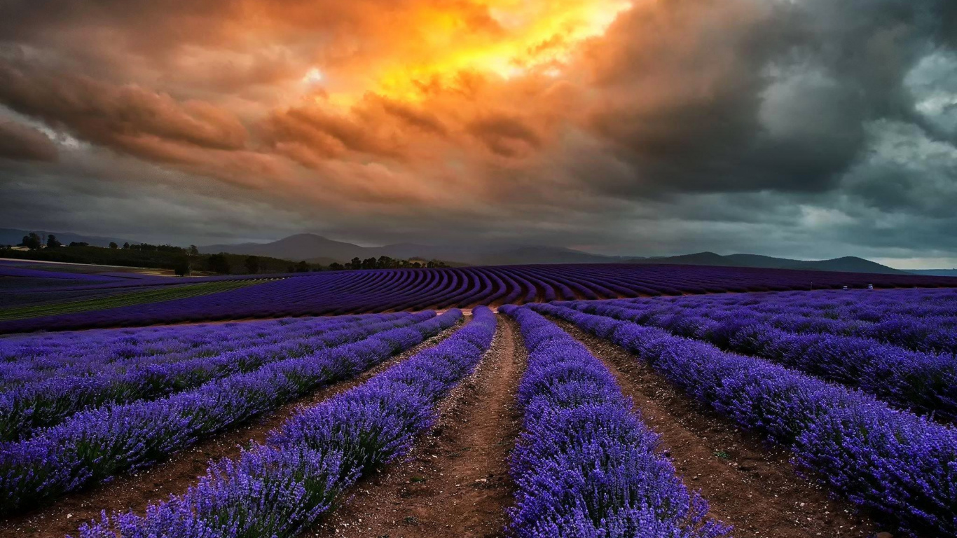 Обои лаванда, природа, пурпур, поле, английский лаванды в разрешении 1366x768