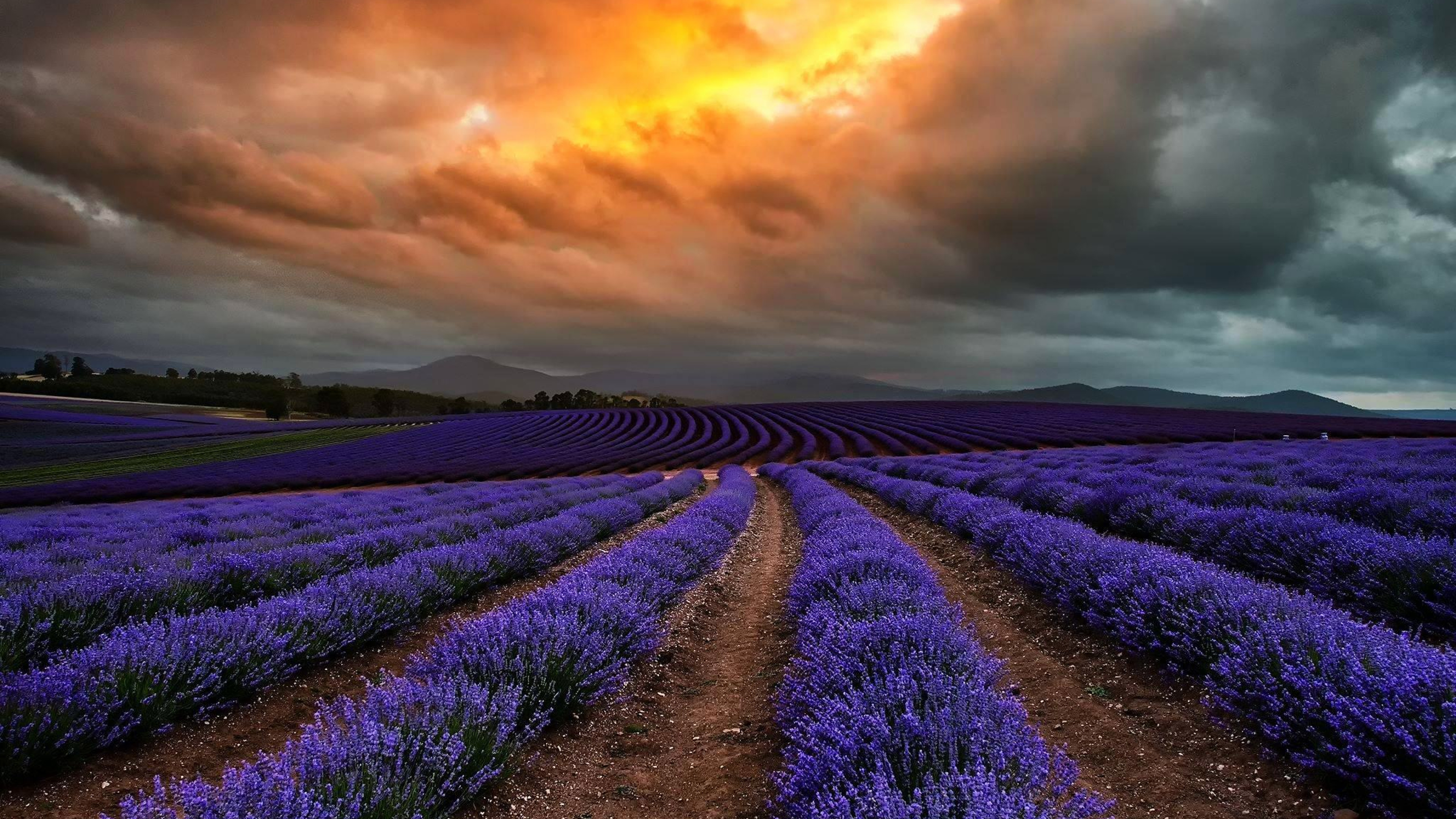 Обои лаванда, природа, пурпур, поле, английский лаванды в разрешении 3840x2160