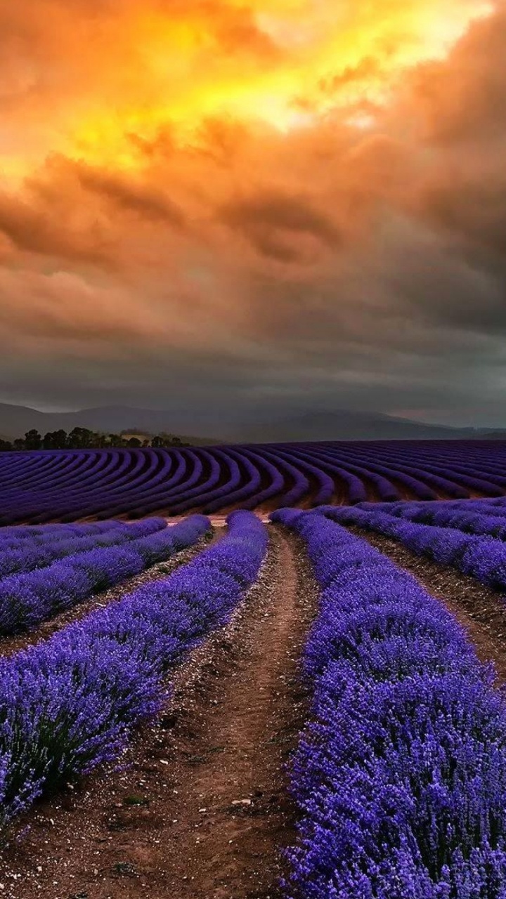 Обои лаванда, природа, пурпур, поле, английский лаванды в разрешении 720x1280