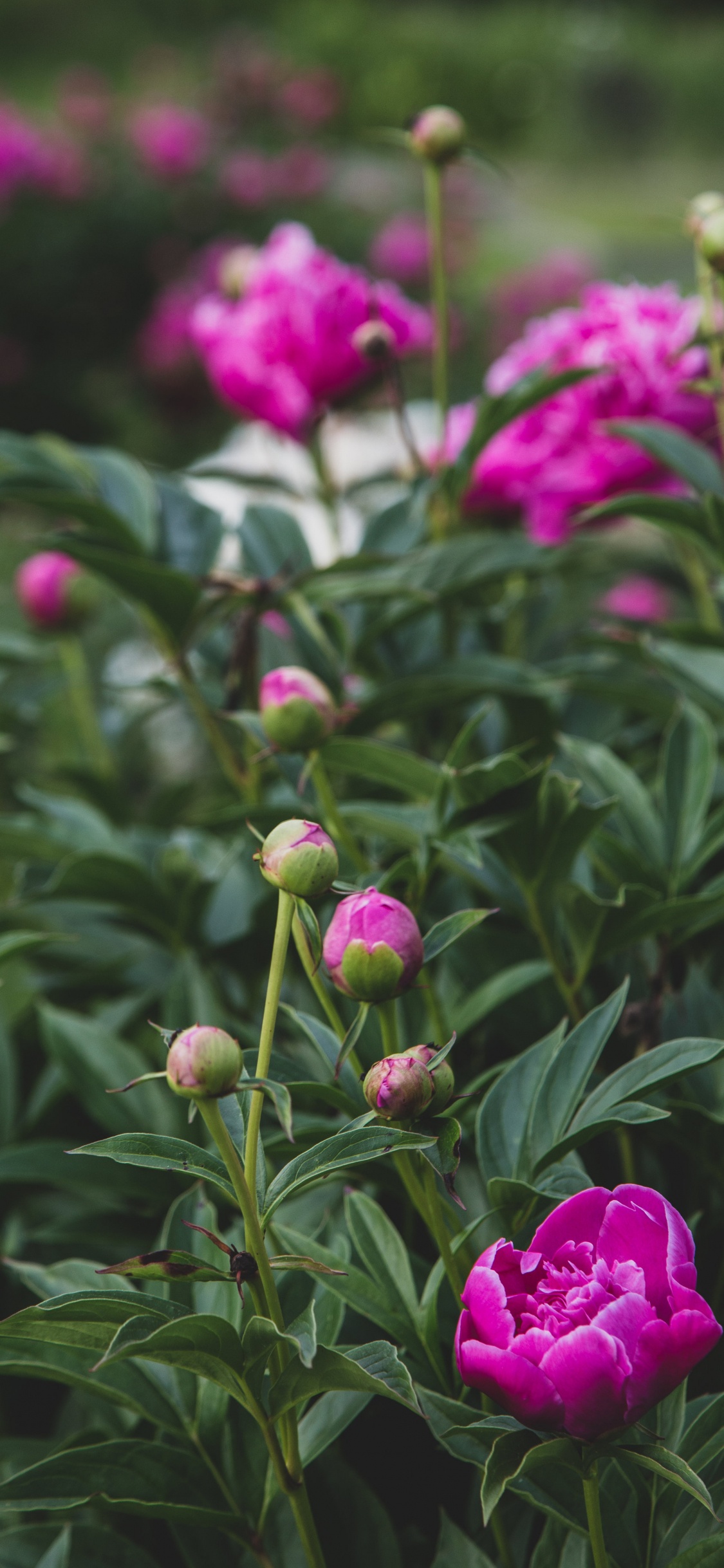 Обои пион, цветок, цветковое растение, растение, розовый в разрешении 1125x2436