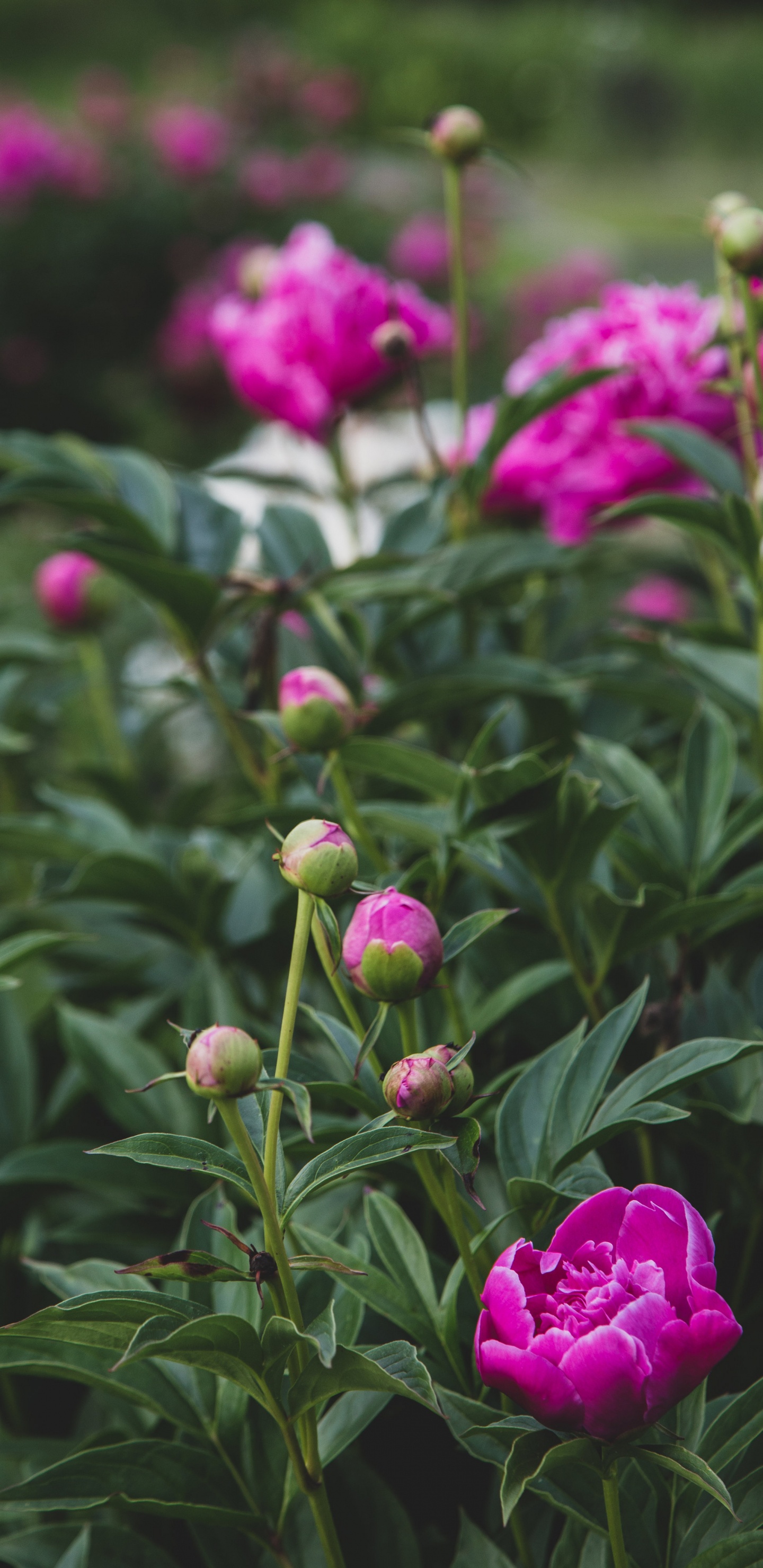 Обои пион, цветок, цветковое растение, растение, розовый в разрешении 1440x2960