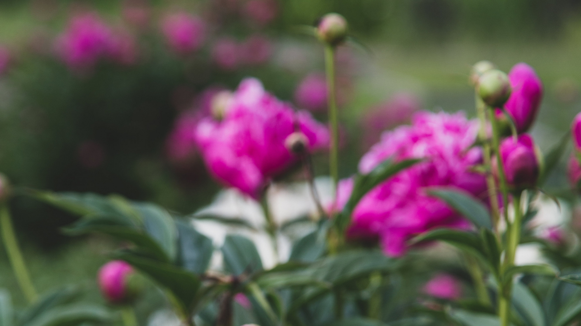 Обои пион, цветок, цветковое растение, растение, розовый в разрешении 1920x1080