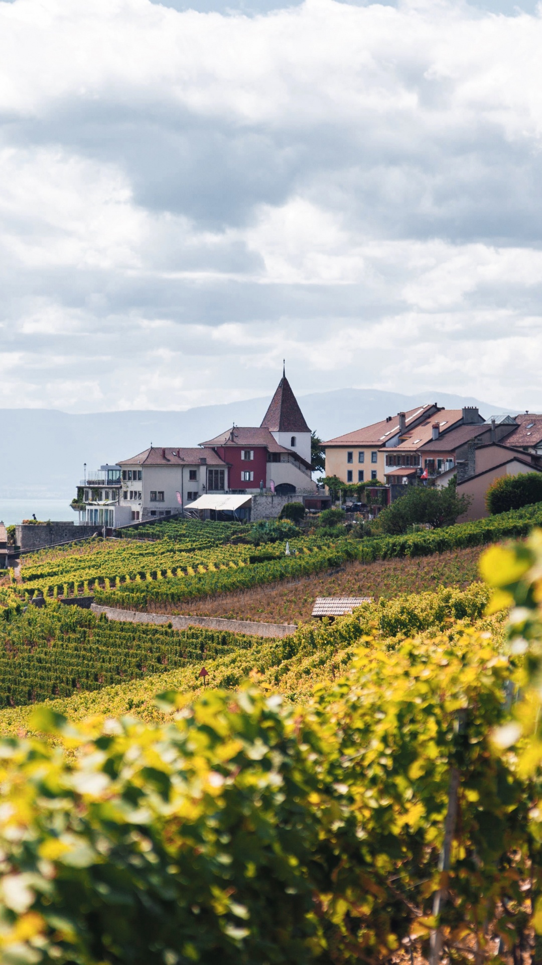 Обои дизайн, Культура, цветок, облако, растение в разрешении 1080x1920