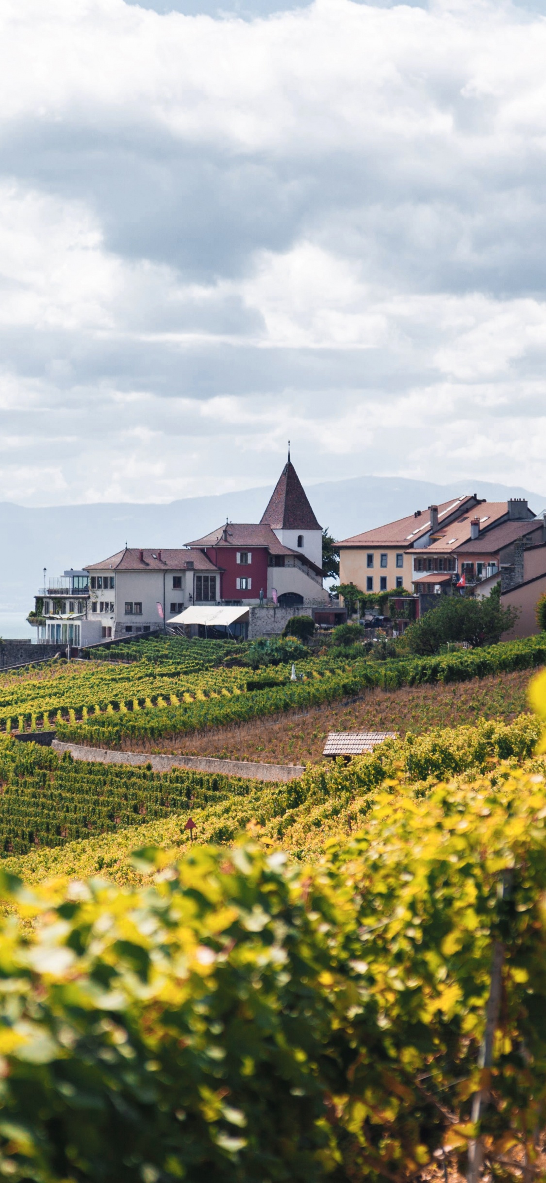 Обои дизайн, Культура, цветок, облако, растение в разрешении 1125x2436