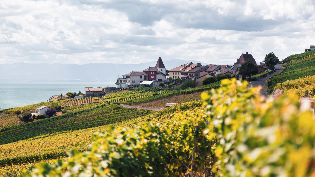 Обои дизайн, Культура, цветок, облако, растение в разрешении 1280x720