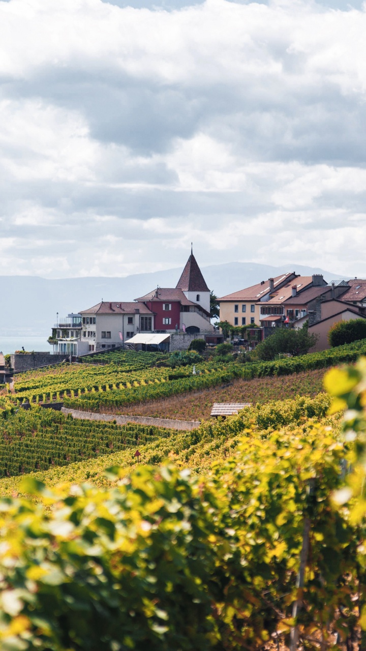 Обои дизайн, Культура, цветок, облако, растение в разрешении 720x1280