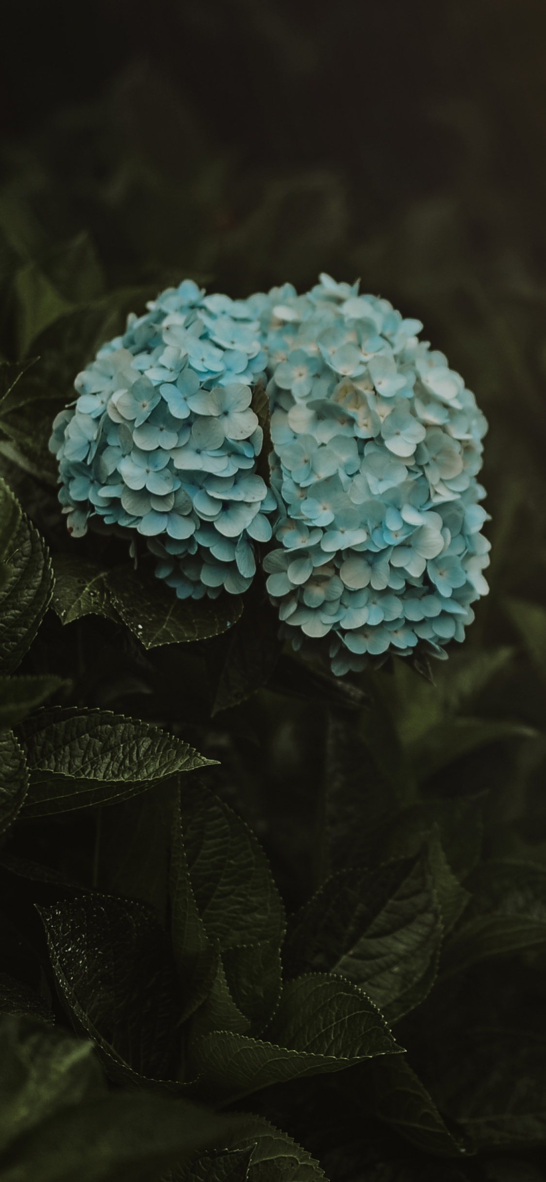 Обои Гортензия, зеленый, вода, рок, растение в разрешении 1125x2436