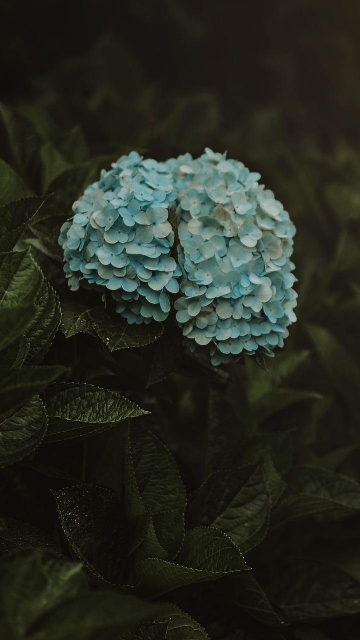 Обои Гортензия, зеленый, вода, рок, растение в разрешении 720x1280