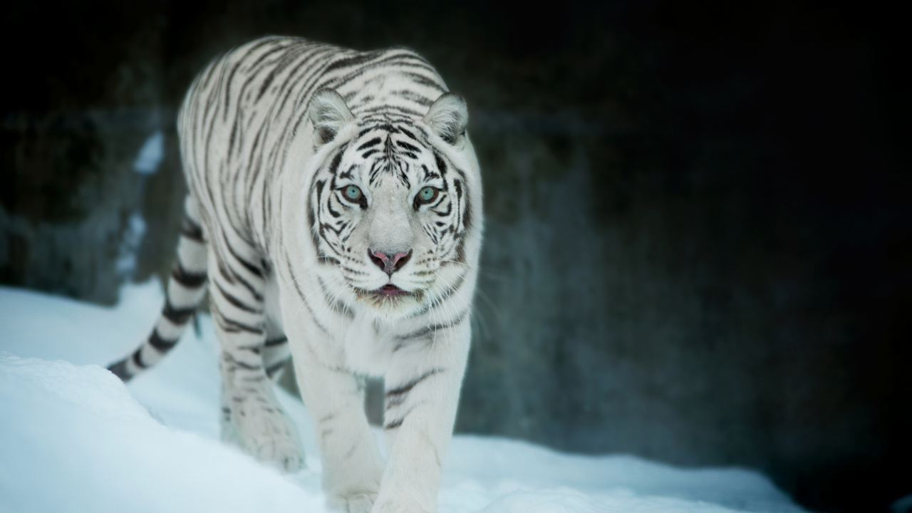 Обои Белый тигр, бенгальский тигр, кошачьих, Амурский тигр, тигр в разрешении 1280x720
