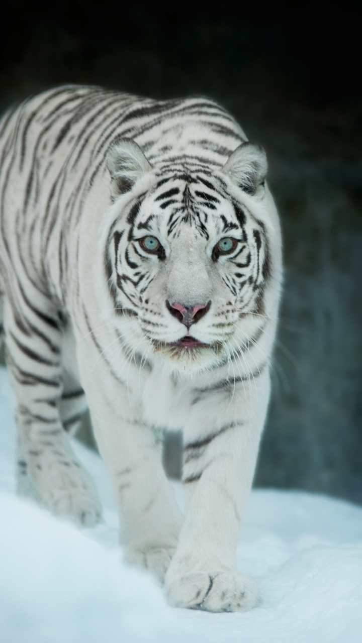 Обои Белый тигр, бенгальский тигр, кошачьих, Амурский тигр, тигр в разрешении 720x1280