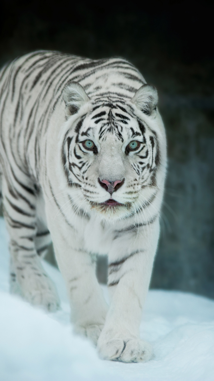 Обои Белый тигр, бенгальский тигр, кошачьих, Амурский тигр, тигр в разрешении 750x1334