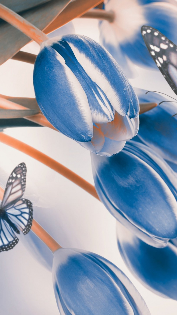 Обои тюльпаны, цветок, бабочка, синий, насекомое в разрешении 750x1334