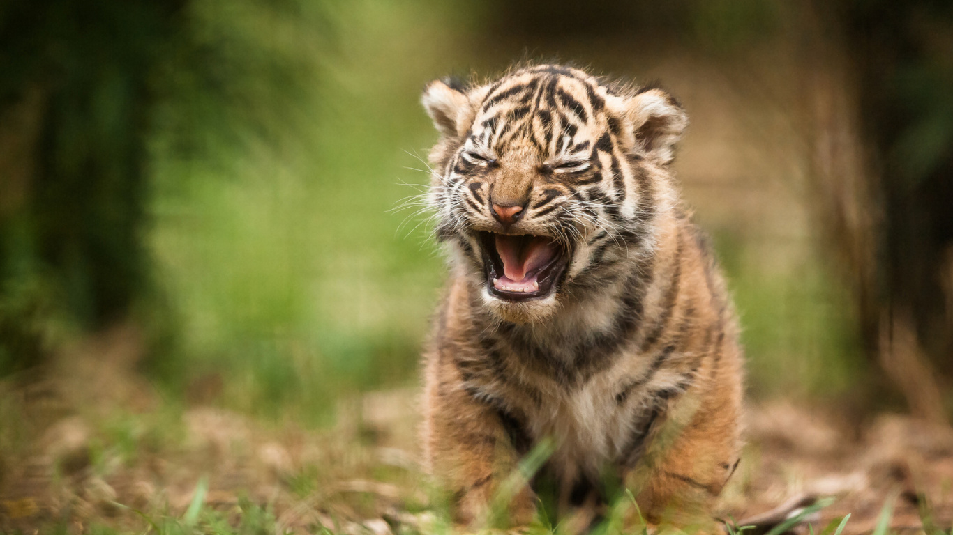 Обои Белый тигр, тигр, живая природа, наземные животные, Амурский тигр в разрешении 1366x768