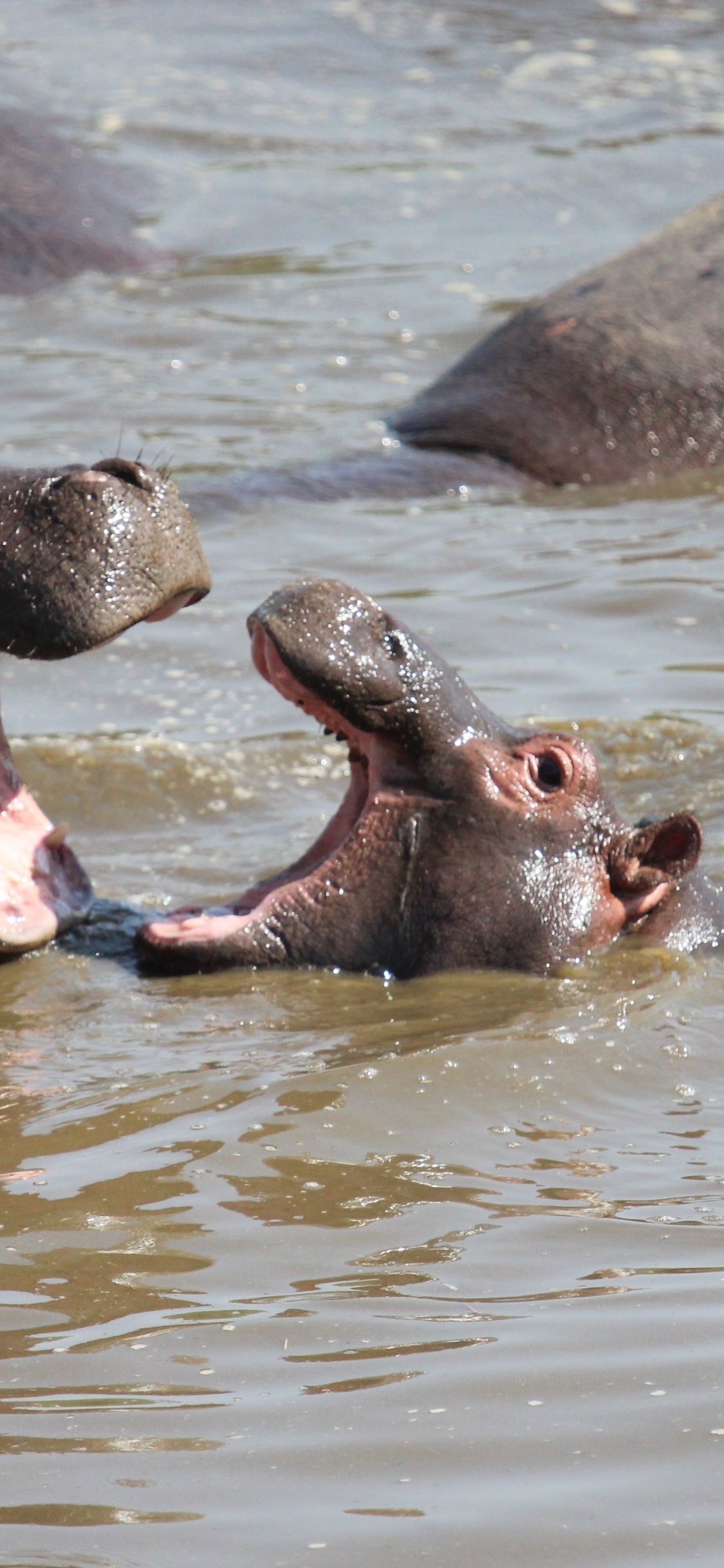 Обои национальный парк серенгети, парк, сафари, национальный парк, Южная Африка в разрешении 1125x2436