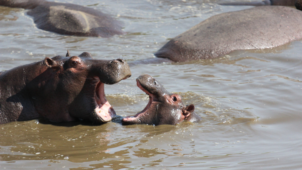 Обои национальный парк серенгети, парк, сафари, национальный парк, Южная Африка в разрешении 1280x720