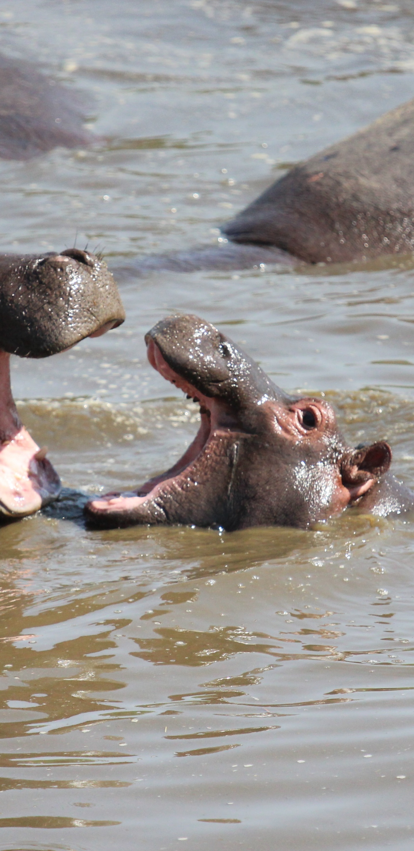 Обои национальный парк серенгети, парк, сафари, национальный парк, Южная Африка в разрешении 1440x2960