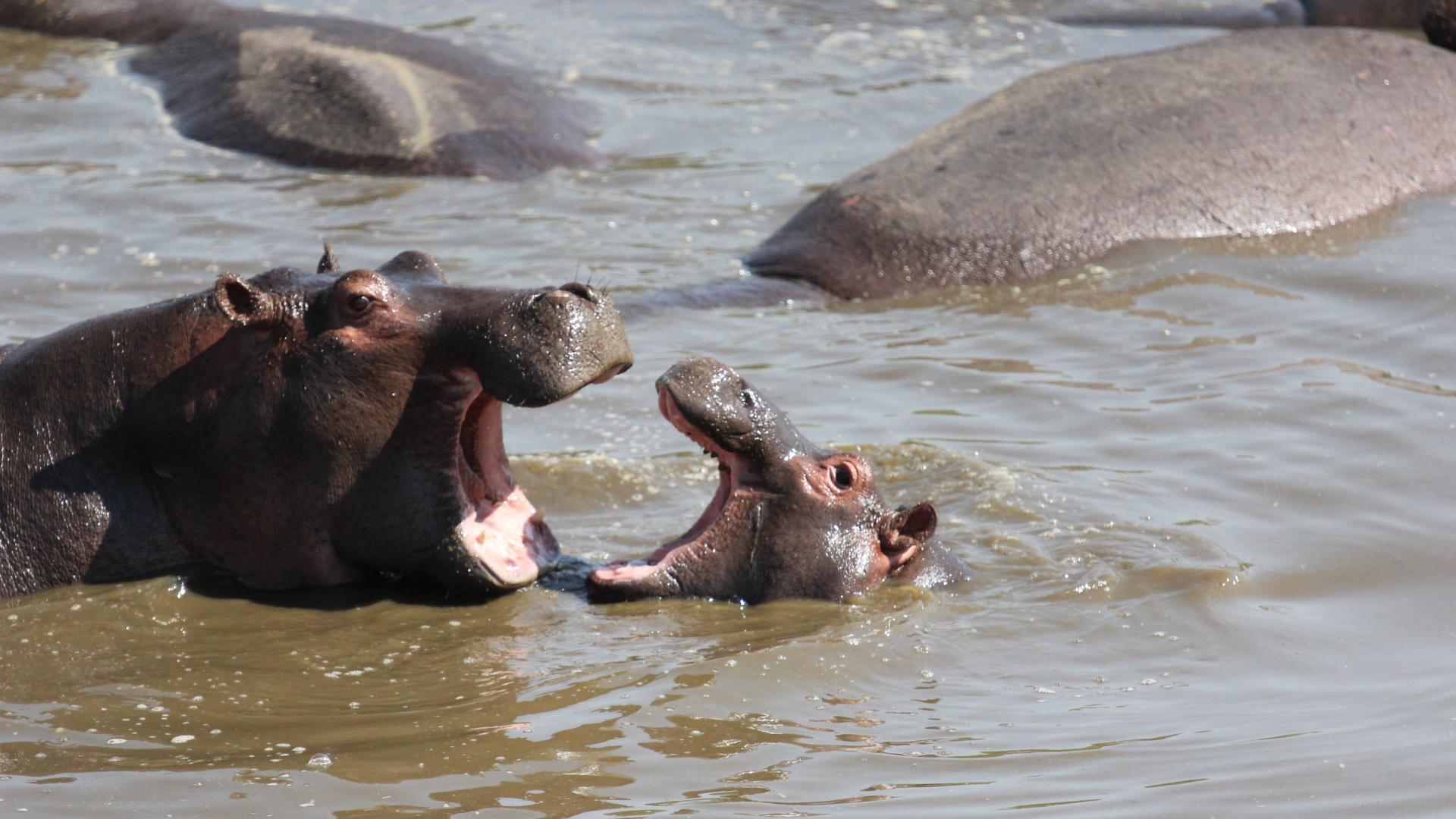 Обои национальный парк серенгети, парк, сафари, национальный парк, Южная Африка в разрешении 1920x1080