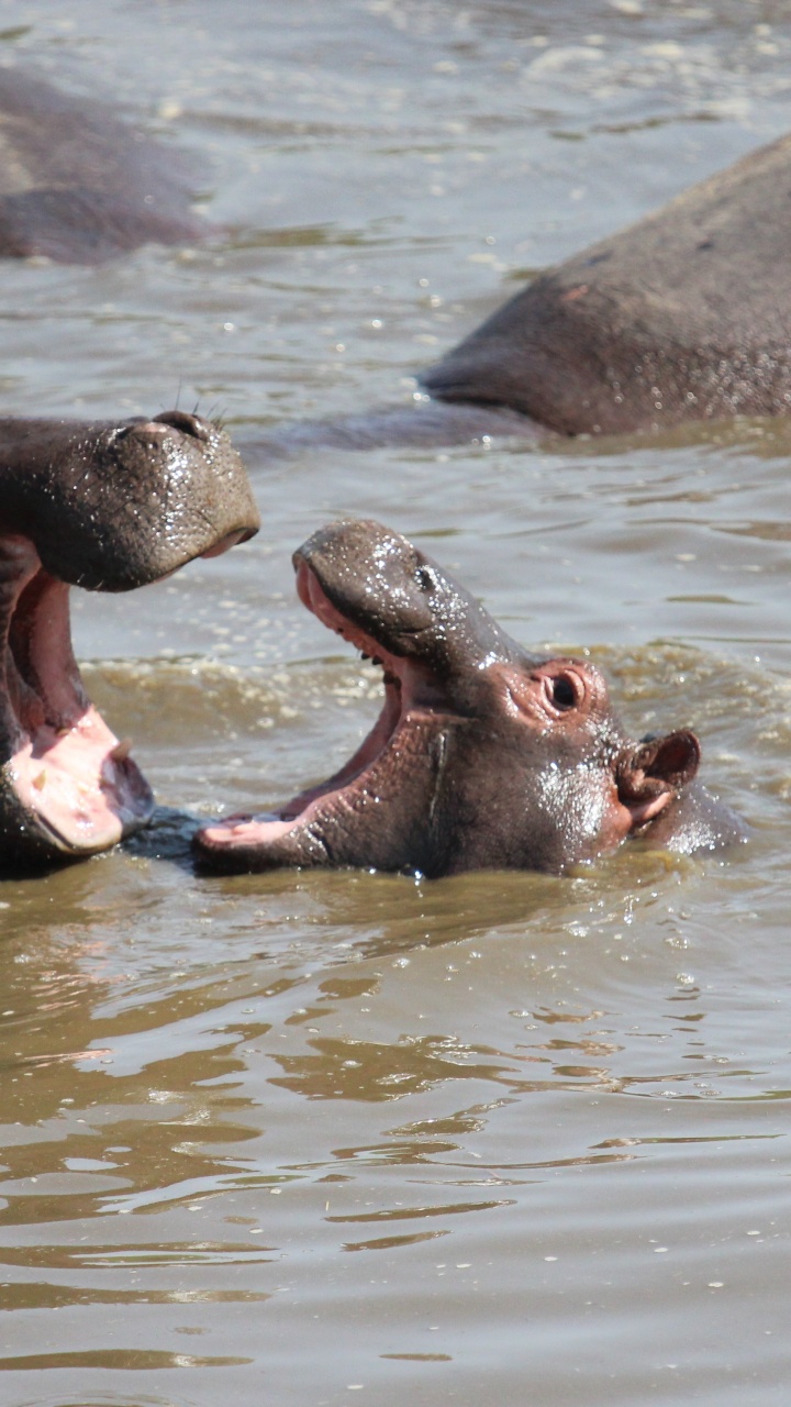 Обои национальный парк серенгети, парк, сафари, национальный парк, Южная Африка в разрешении 720x1280