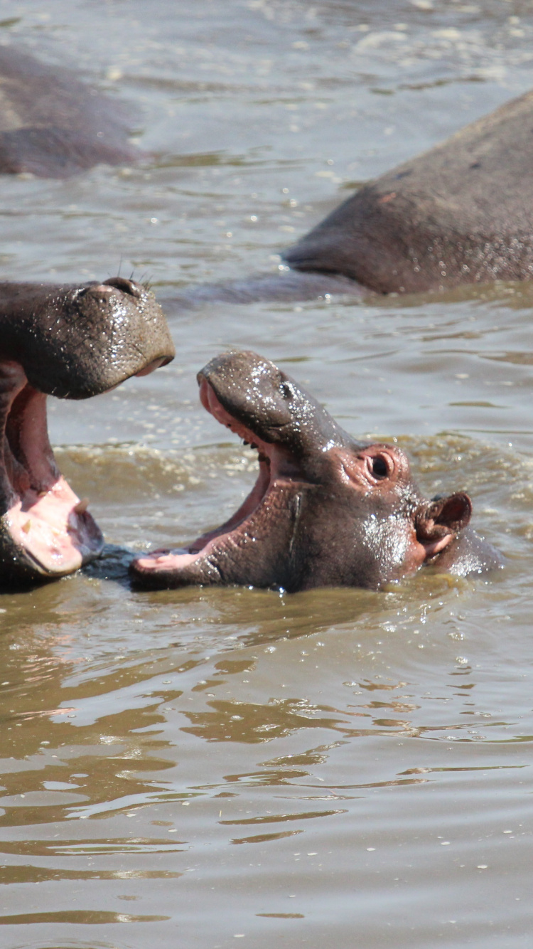 Обои национальный парк серенгети, парк, сафари, национальный парк, Южная Африка в разрешении 750x1334