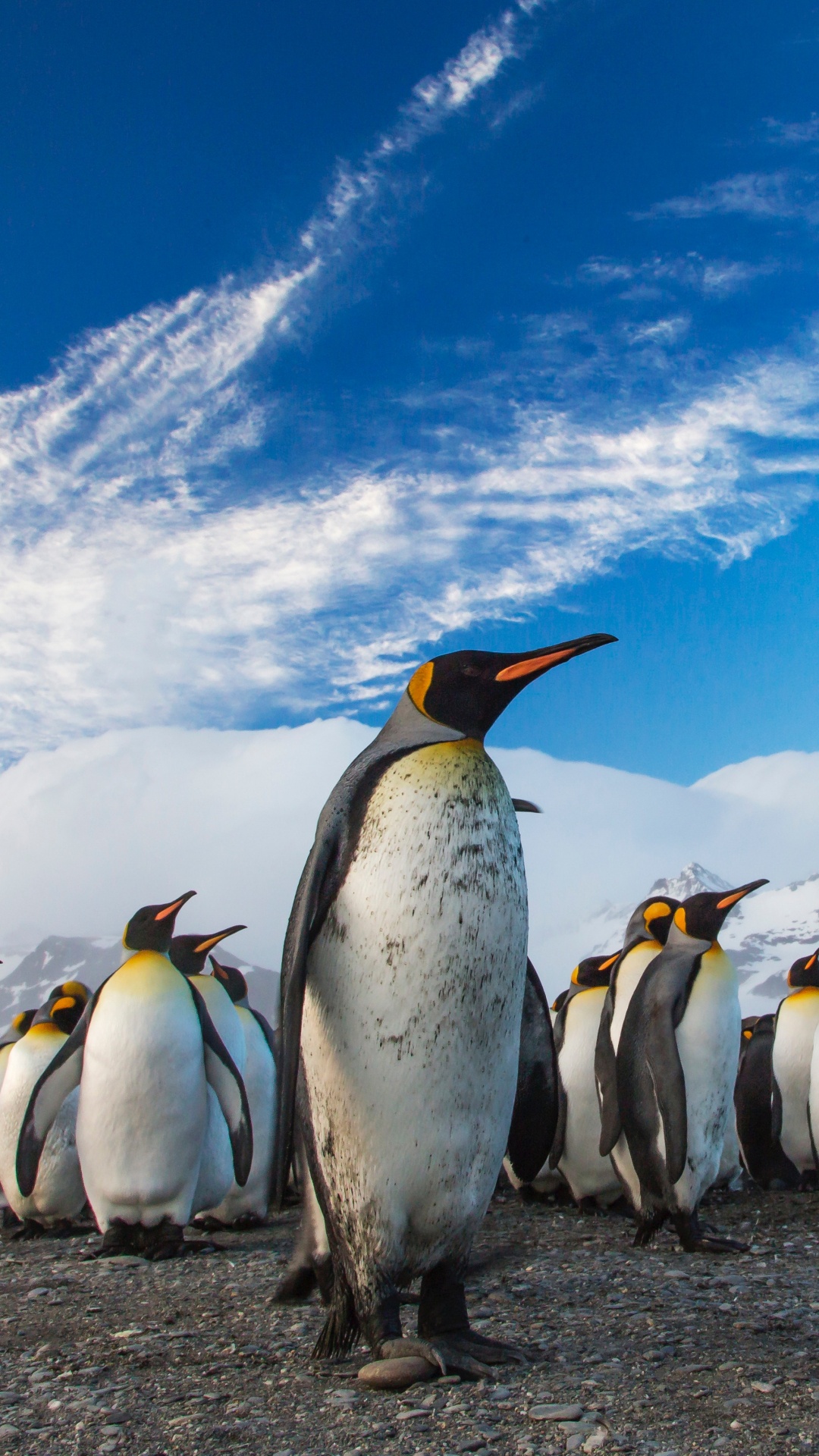 Обои Антарктида, король пингвинов, нелетающая птица, птица, субантарктический пингвин в разрешении 1080x1920