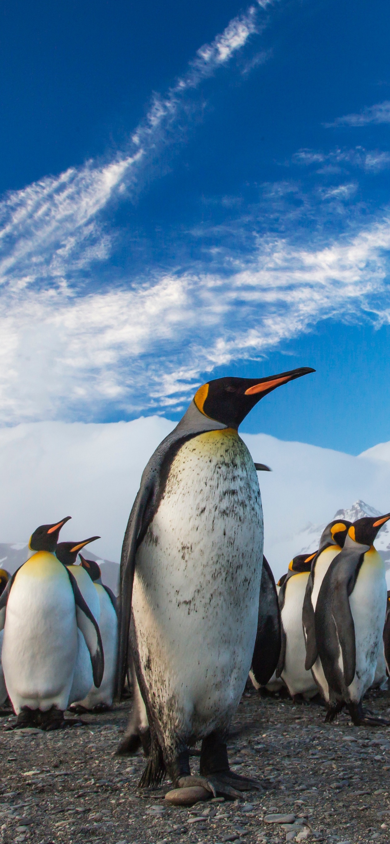 Обои Антарктида, король пингвинов, нелетающая птица, птица, субантарктический пингвин в разрешении 1242x2688