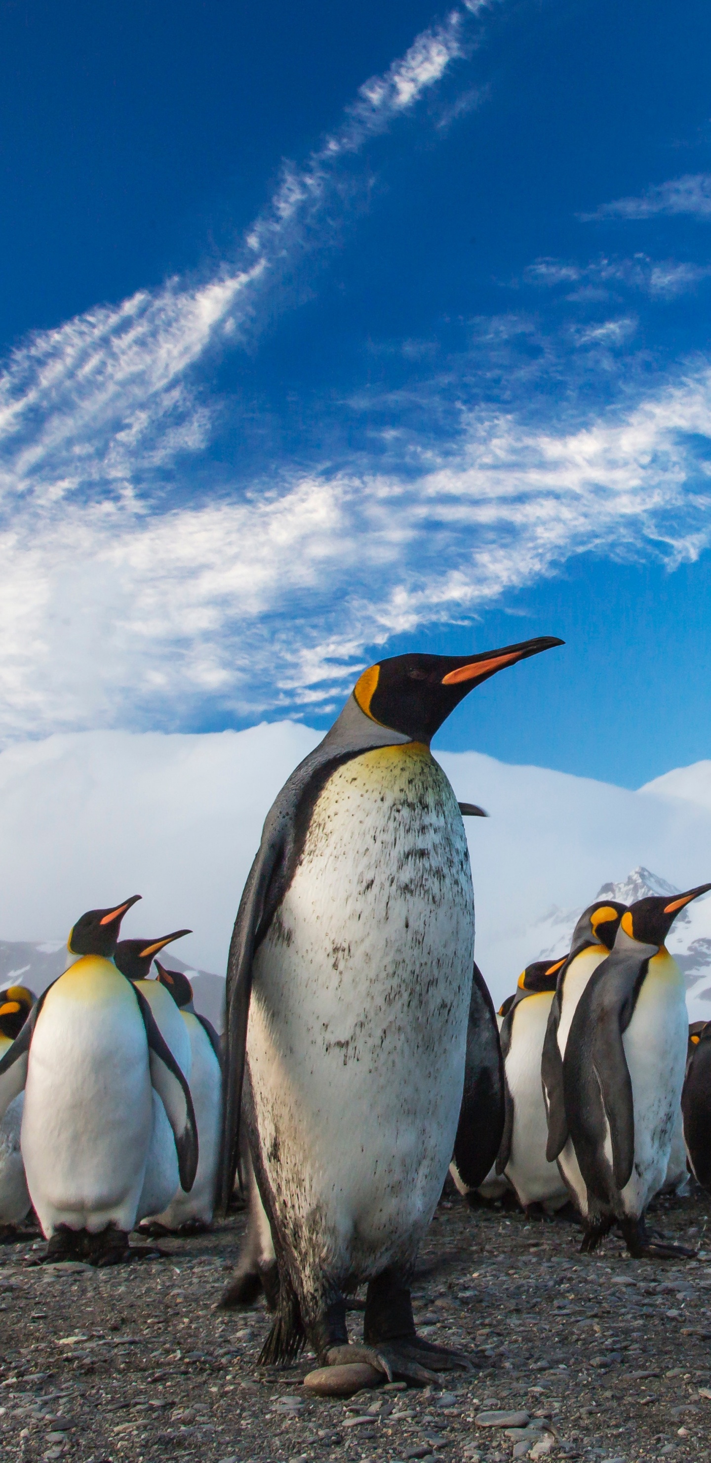 Обои Антарктида, король пингвинов, нелетающая птица, птица, субантарктический пингвин в разрешении 1440x2960
