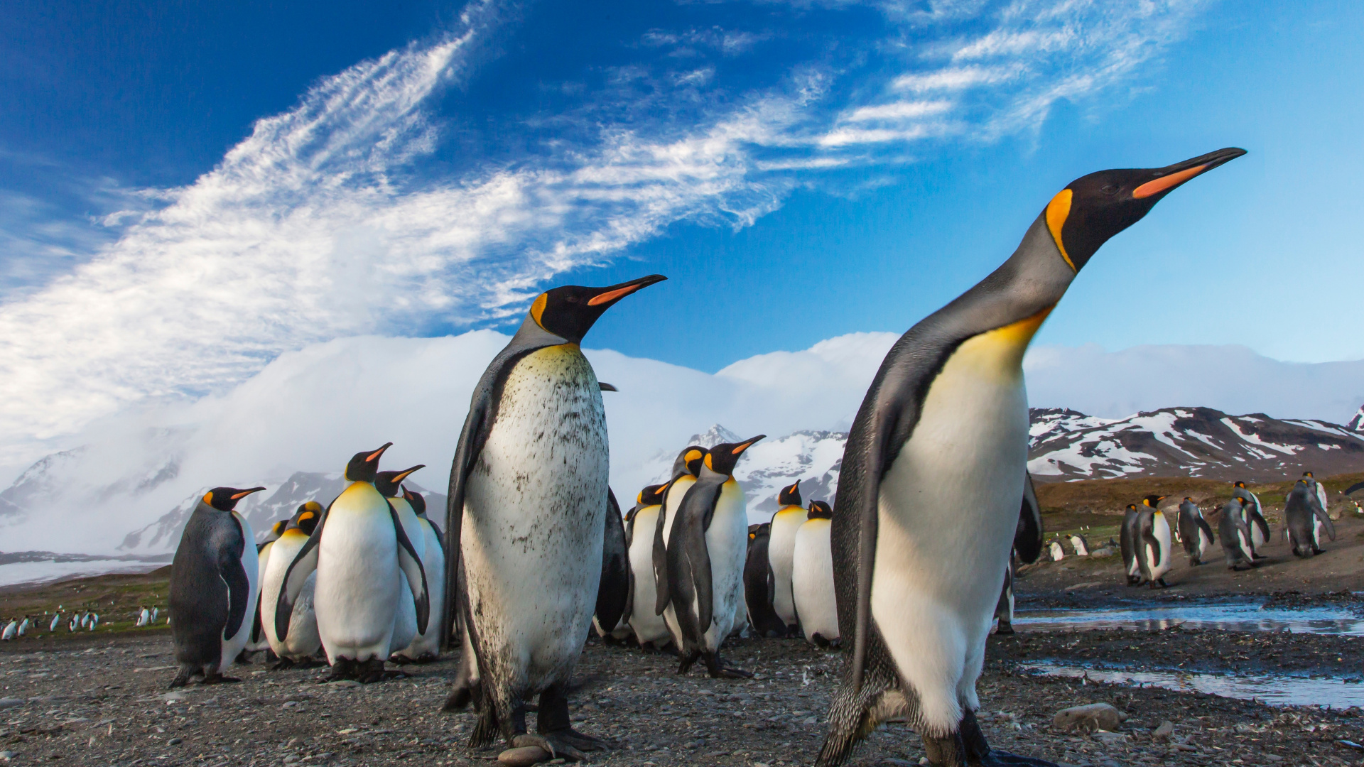 Обои Антарктида, король пингвинов, нелетающая птица, птица, субантарктический пингвин в разрешении 1920x1080