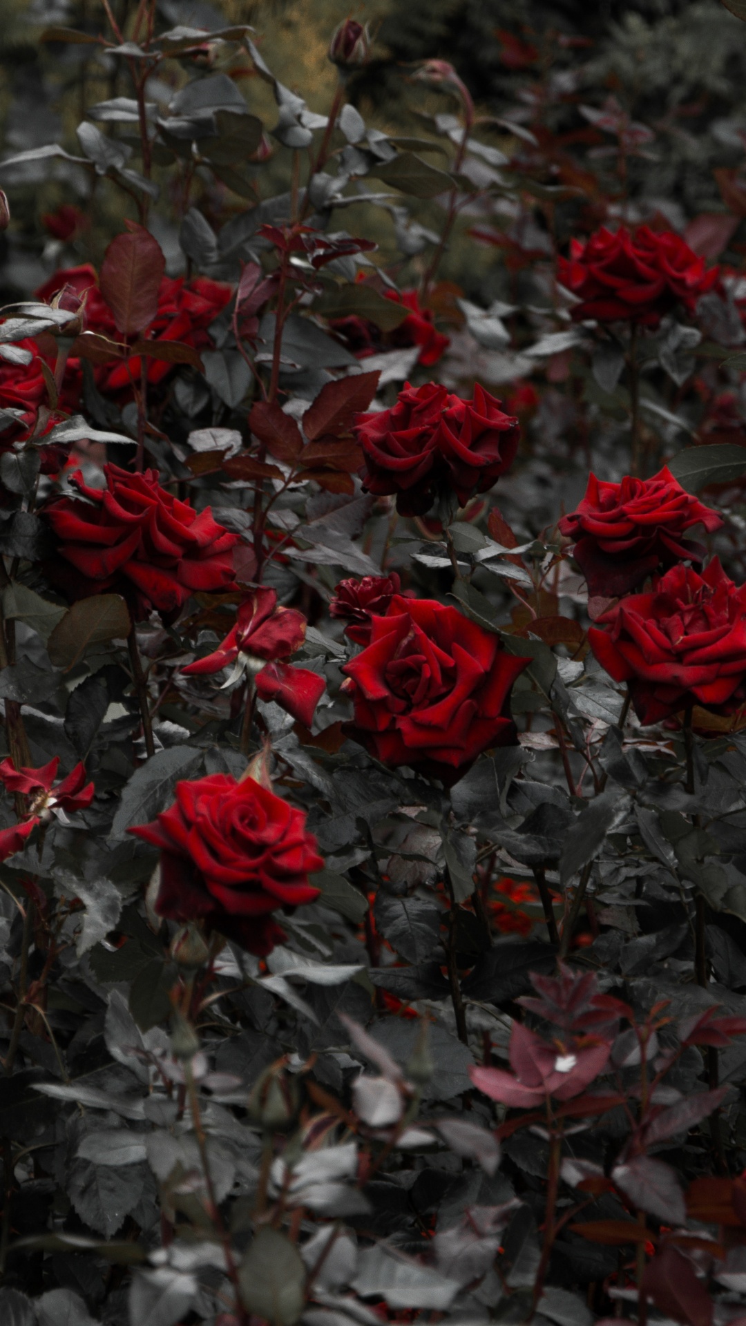 Обои Роза, цветок, красный цвет, растение, лепесток в разрешении 1080x1920