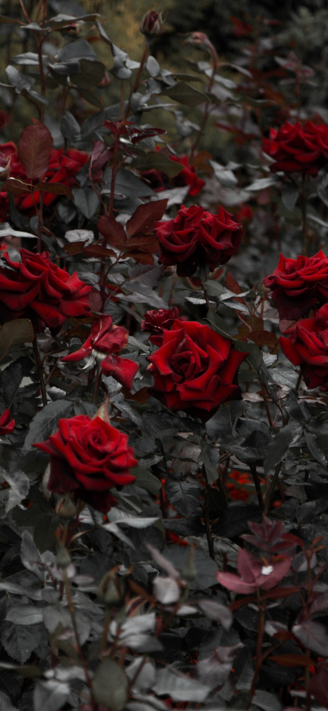Обои Роза, цветок, красный цвет, растение, лепесток в разрешении 1125x2436