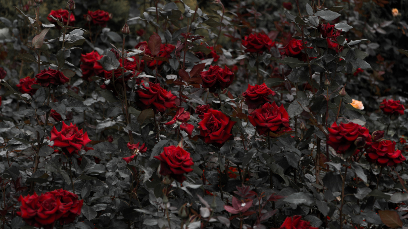 Обои Роза, цветок, красный цвет, растение, лепесток в разрешении 1366x768