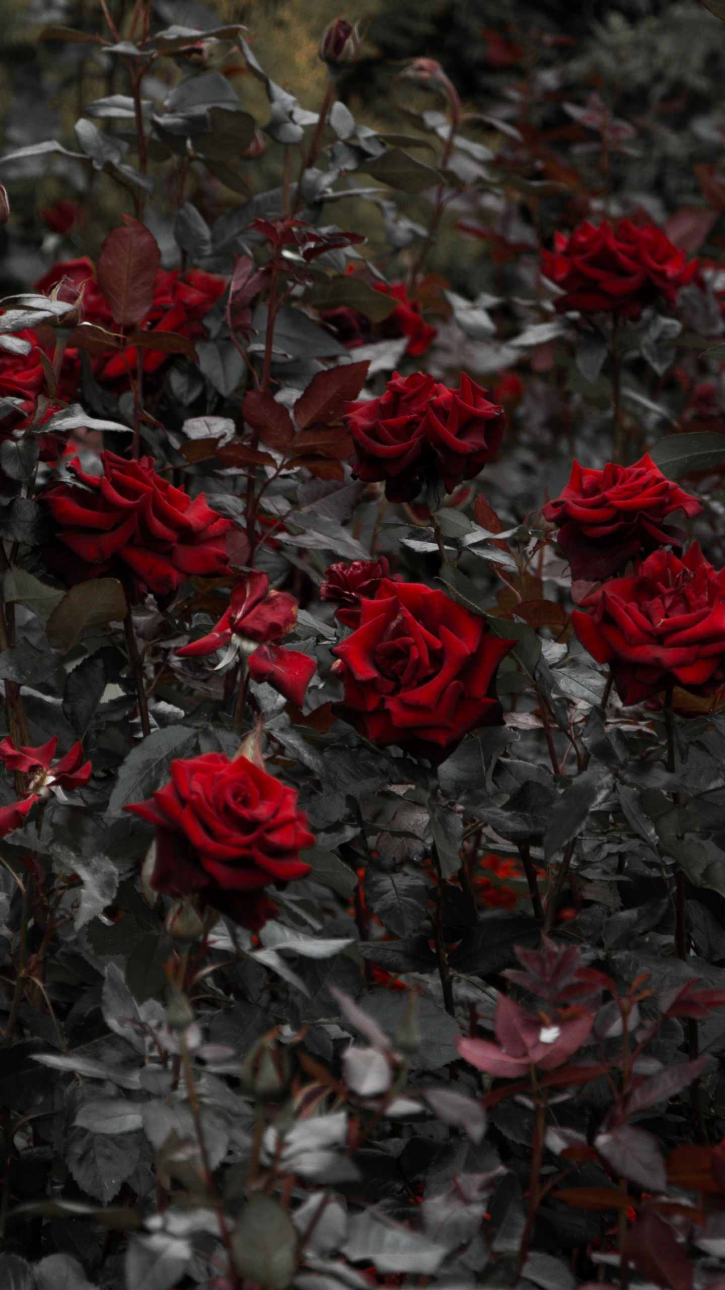 Обои Роза, цветок, красный цвет, растение, лепесток в разрешении 1440x2560