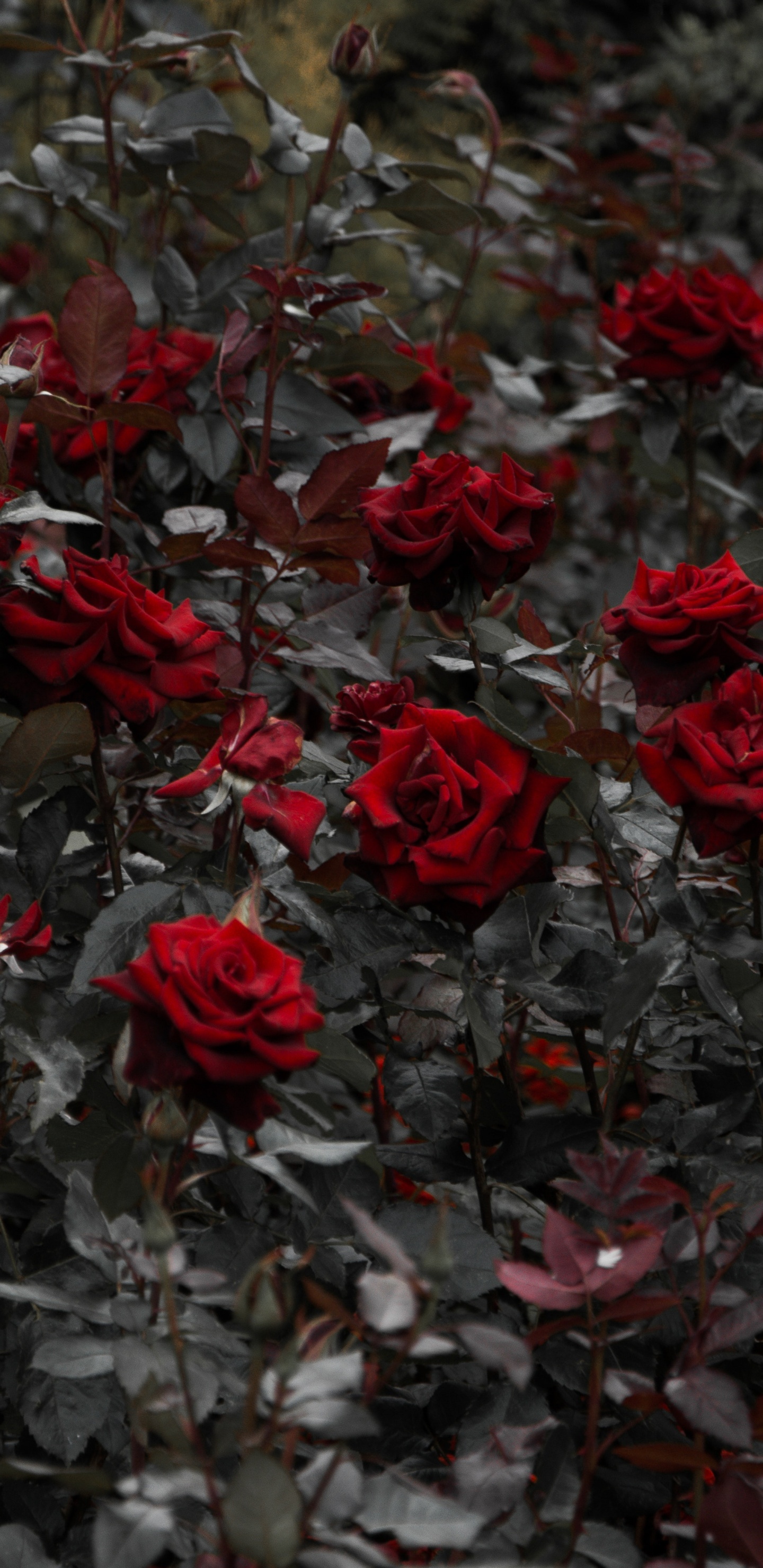 Обои Роза, цветок, красный цвет, растение, лепесток в разрешении 1440x2960
