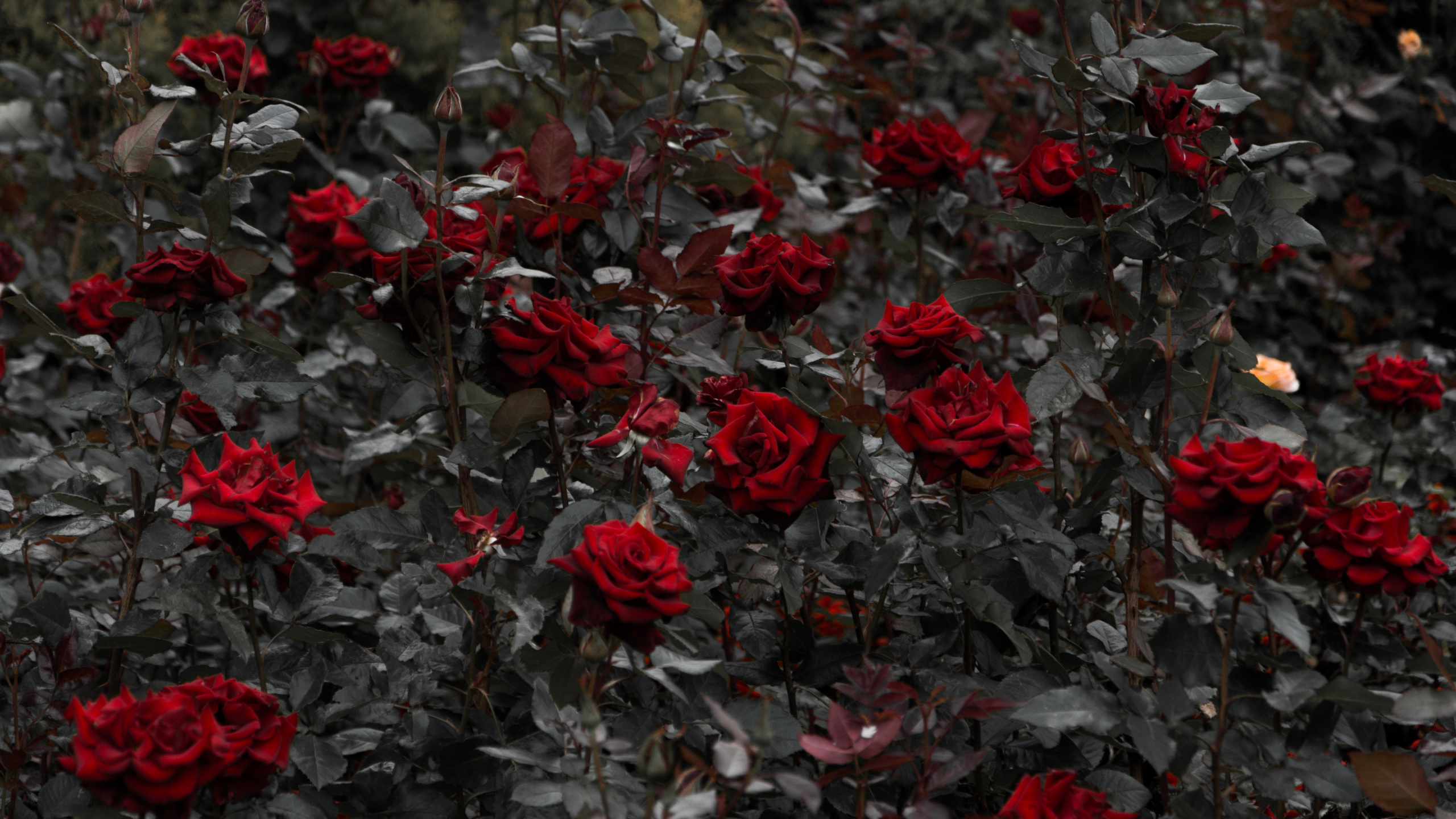 Обои Роза, цветок, красный цвет, растение, лепесток в разрешении 2560x1440