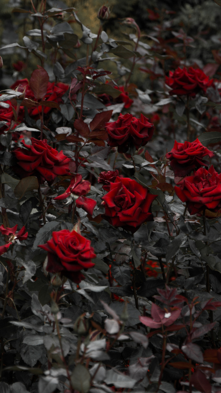 Обои Роза, цветок, красный цвет, растение, лепесток в разрешении 750x1334
