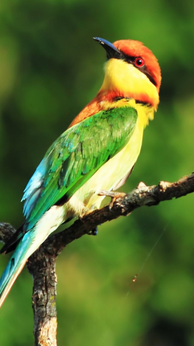 Обои птица, клюв, ракшеобразных, пчелоед, живая природа в разрешении 750x1334